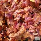 Buy Heucherella Redstone Falls at Jacksons Nurseries