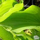 Buy Hosta Sum and Substance (Plantain Lily) online from Jacksons Nurseries