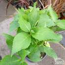 Buy Hydrangea macrophylla Bodensee (Hydrangea Mophead) online from Jacksons Nurseries