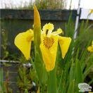 Buy Iris pseudacorus (Yellow flag) online from Jacksons Nurseries.