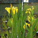 Buy Iris pseudacorus (Yellow flag) online from Jacksons Nurseries.