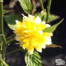 Buy Kerria japonica Pleniflora (Double Kerria) online from Jacksons Nurseries