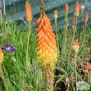 Buy Kniphofia Royal Castle (Red Hot Poker) online from Jacksons Nurseries