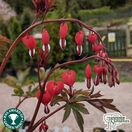 Buy Lamprocapnos spectabilis 'Valentine' (Dicentra) (Bleeding Heart) online from Jacksons Nurseries