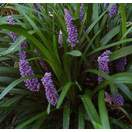 Buy Liriope muscari Big Blue (Big Blue Lily-turf) online from Jacksons Nurseries.