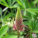 Buy Lupinus The Chatelaine (Lupins) online from Jacksons Nurseries