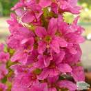Buy Lythrum salicaria Robert (Loosestrife) online from Jacksons Nurseries