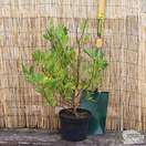 Buy Magnolia stellata (Star Magnolia) online from Jacksons Nurseries