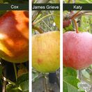 Buy Family Apple Tree online from Jacksons Nurseries