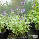 Nepeta Six Hills Giant 9
