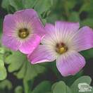 Buy Oxalis adenophylla (Sauer klee) online from Jacksons Nurseries