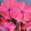 Buy Phlox paniculata Tenor (Garden Phlox) online from Jacksons Nurseries.