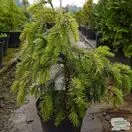 Buy Picea breweriana online from Jacksons Nurseries