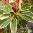 Buy Pieris Flaming Silver (Lily-of-the-Valley Shrub) online from Jacksons Nurseries