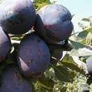 Buy Plum - Prunus domestica 'Czar' online from Jacksons Nurseries