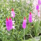 Buy Primula Vialii (Vial’s primrose) online from Jacksons Nurseries