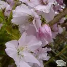 Buy Prunus Amanogawa (Japanese Flowering Cherry) online from Jacksons Nurseries