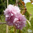 Buy Prunus Kiku shidare-zakura (Cheal's Weeping Cherry) online from Jacksons Nurseries