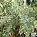 Buy Pyrus salicifolia Pendula online from Jacksons Nurseries.