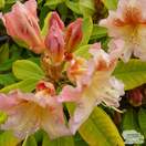 Buy Rhododendron Bernstein (Hybrid Rhododendron) online from Jacksons Nurseries