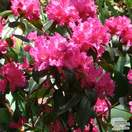 Buy Rhododendron 'Karin' online from Jacksons Nurseries