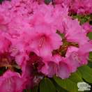 Buy Rhododendron Karin online from Jacksons Nurseries