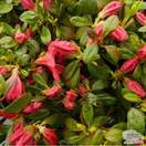 Buy Rhododendron japonica Explorer (Evergreen Dwarf Japanese Azalea) online from Jacksons Nurseries
