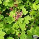 Buy Ribes sanguineum King Edward VII (Flowering Currant) online from Jacksons Nurseries