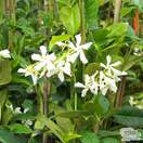 Buy Trachelospermum jasminoides online from Jacksons Nurseries