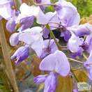 Buy wisteria sinensis amethyst at Jacksons Nurseries