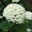 Buy Hydrangea macrophylla Alpengluhen (Hydrangea Mophead) online from Jacksons Nurseries