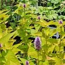Buy Agastache 'Golden Jubilee' online from Jacksons Nurseries