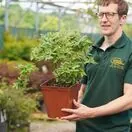 Blueberry 'Sunshine Blue' - Actual plant