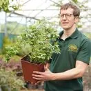 Blueberry 'Sunshine Blue' - Actual plant