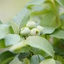 Blueberry Patriot - Actual plant