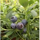Blueberry Sunshine Blue Fruit 3