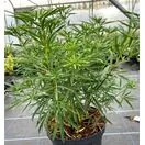 Choisya Aztec Pearl 5L