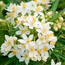 Choisya Aztec Pearl Flower