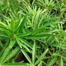 Choisya Aztec Pearl Foliage