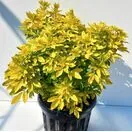 Buy Choisya ternata Sundance (Mexican Orange Blossom) online from Jacksons Nurseries