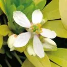 Choisya Sundance Flower