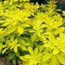 Choisya Sundance Foliage