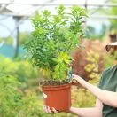 Buy Choisya ternata (Mexican Orange Blossom) online from Jacksons Nurseries