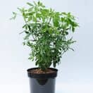 Choisya Ternata 10 Litre Pot