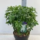 Choisya Ternata 5 Litre Pot