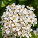Choisya Ternata Flowers Close Up 2