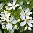 Choisya Ternata Flowers Close Up 3