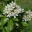 Choisya Ternata Flowers and Foliage