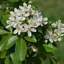 Choisya Ternata Flowers and Foliage