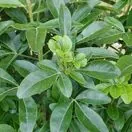 Choisya Ternata Foliage